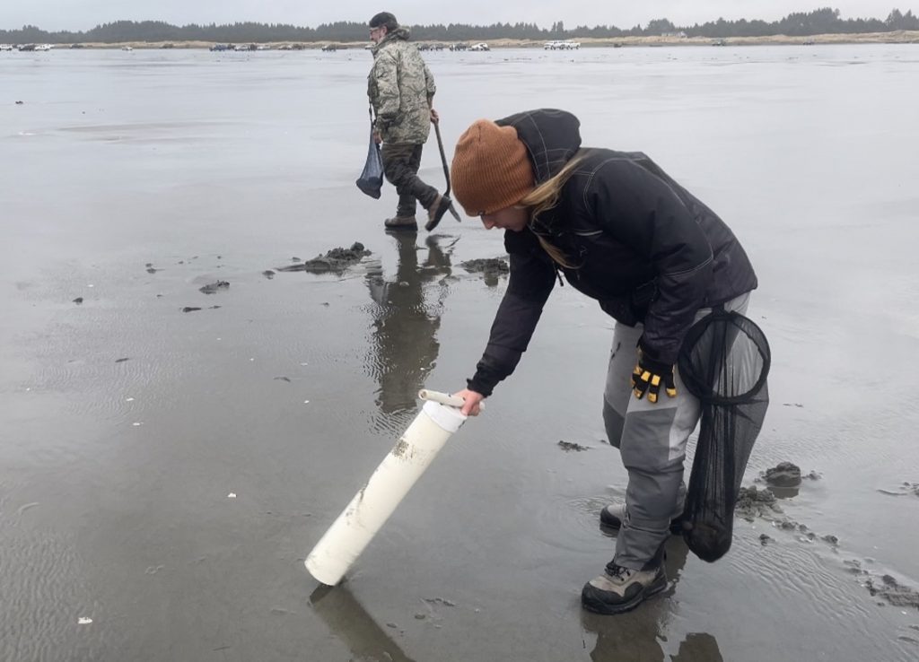 Grays Harbor razor clams