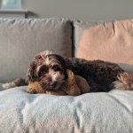 OlyOrtho-Dr-Barronian-pet