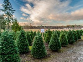 2022 Christmas tree farms Tacoma Pierce County