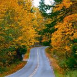 Fall Leave in Thurston County Waddell-Road