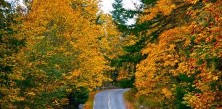 fall leaves in Olympia