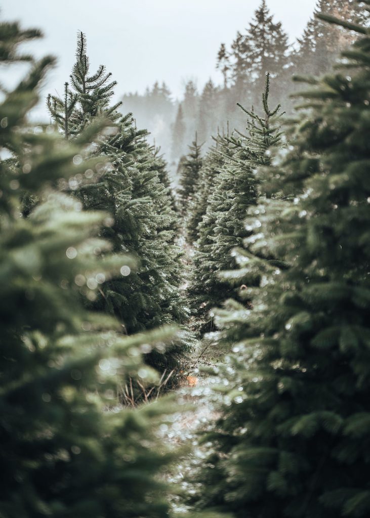 Christmas tree farms Olympia Thurston County