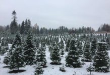 Christmas tree farms Olympia Thurston County