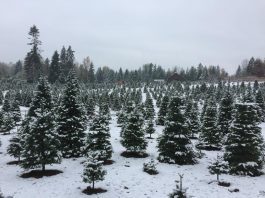 Christmas tree farms Olympia Thurston County