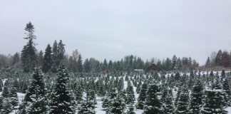 Christmas tree farms Olympia Thurston County