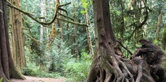 The Evergreen State College Plants