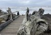 olympic peninsula beaches
