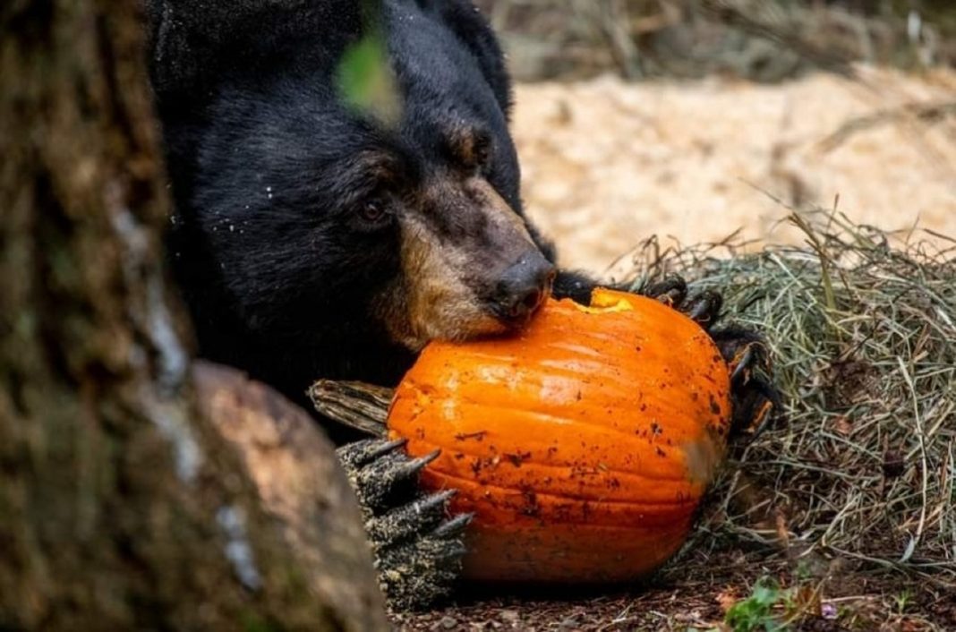 Wildlife Centers in South Sound