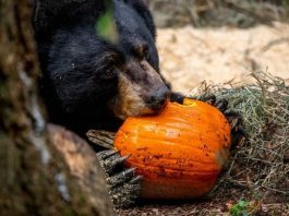 Wildlife Centers in South Sound