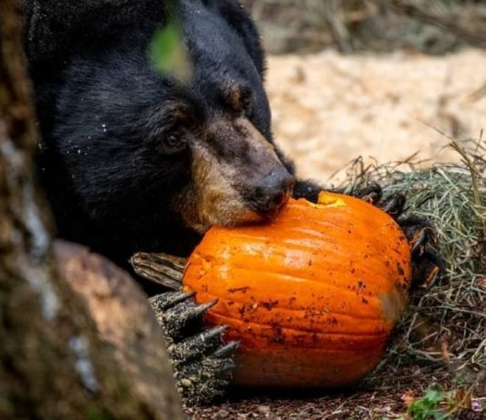 Wildlife Centers in South Sound