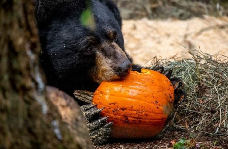 Wildlife Centers in South Sound