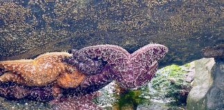 Washington Coast Tidepools