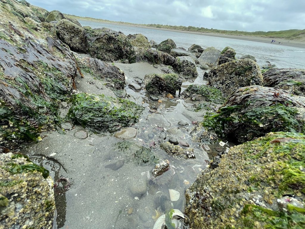 Washington Coast Tidepools