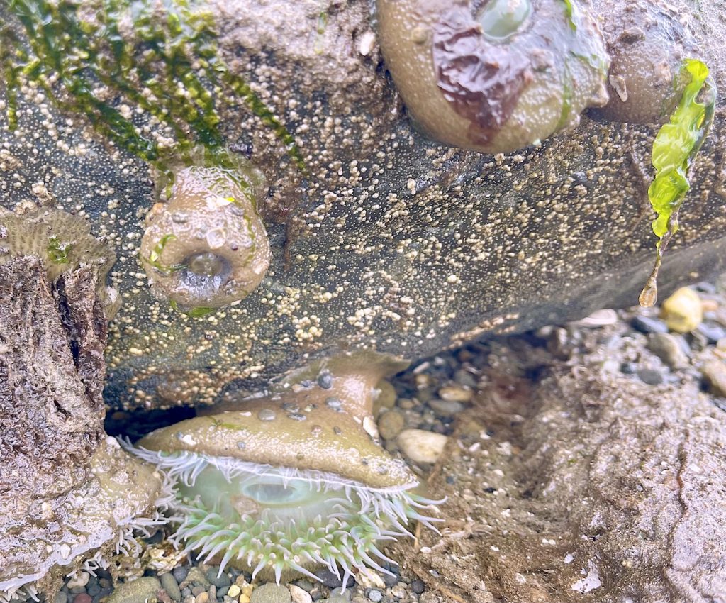 Washington Coast Tidepools