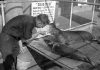 Point Defiance Aquarium seal Dub Dub
