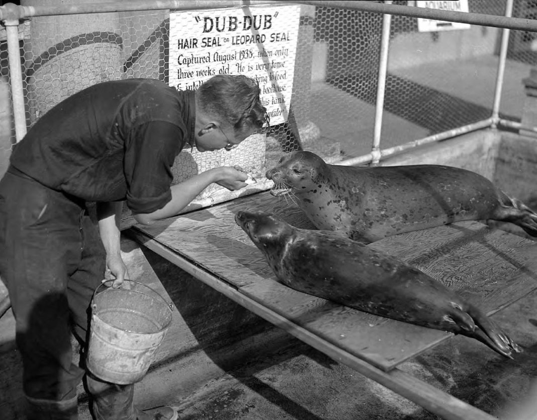 Point Defiance Aquarium seal Dub Dub