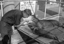 Point Defiance Aquarium seal Dub Dub