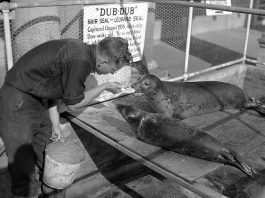 Point Defiance Aquarium seal Dub Dub