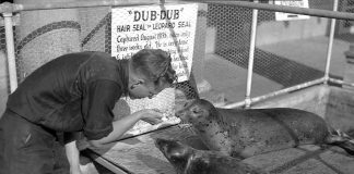 Point Defiance Aquarium seal Dub Dub