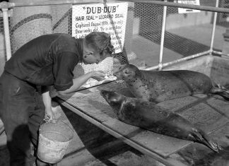 Point Defiance Aquarium seal Dub Dub