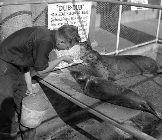 Point Defiance Aquarium seal Dub Dub