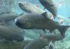 Olympia Salmon Runs
