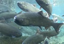 Olympia Salmon Runs
