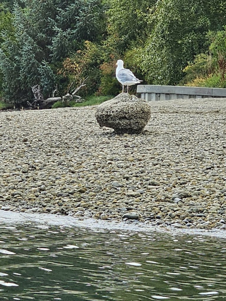 Olympia Washington Kayaking