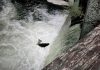 Olympia Salmon Run