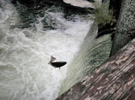 Olympia Salmon Run