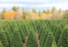 Christmas tree farms Tacoma Pierce County
