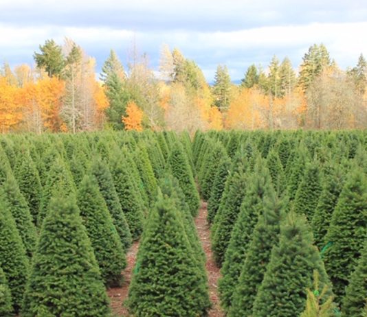 Christmas tree farms Tacoma Pierce County