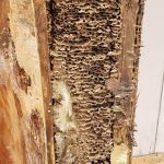 nest Rambo Pest Control Tacoma