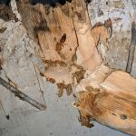 wood Rambo Pest Control Tacoma