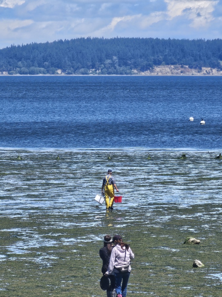 Tolmie State Park