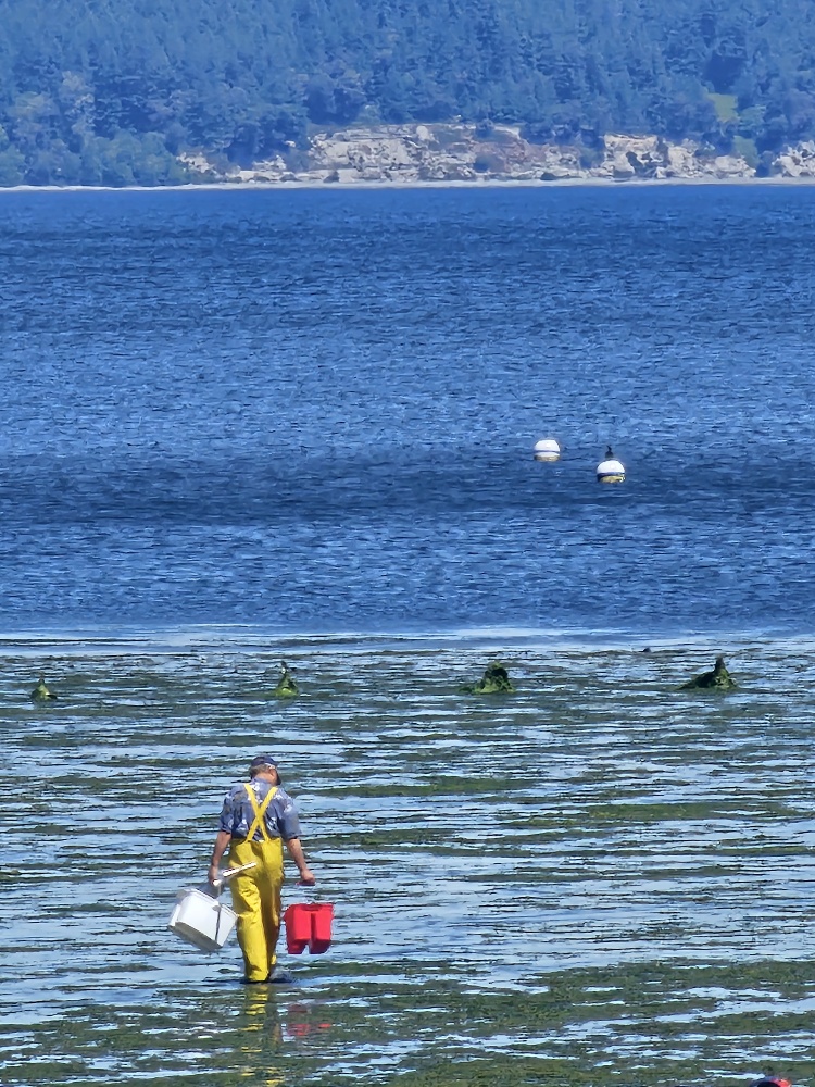 Tolmie State Park